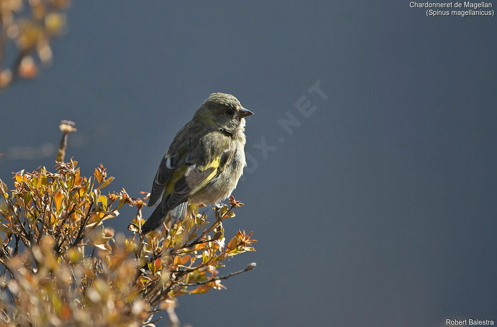 Hooded Siskin