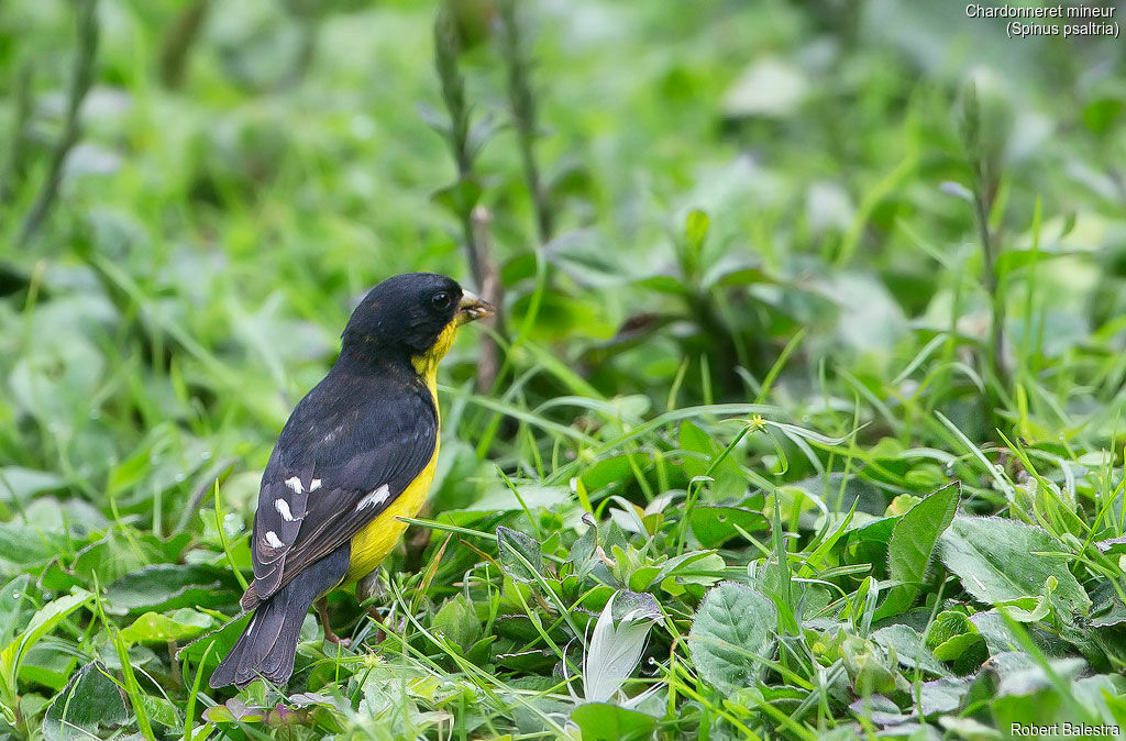 Lesser Goldfinch