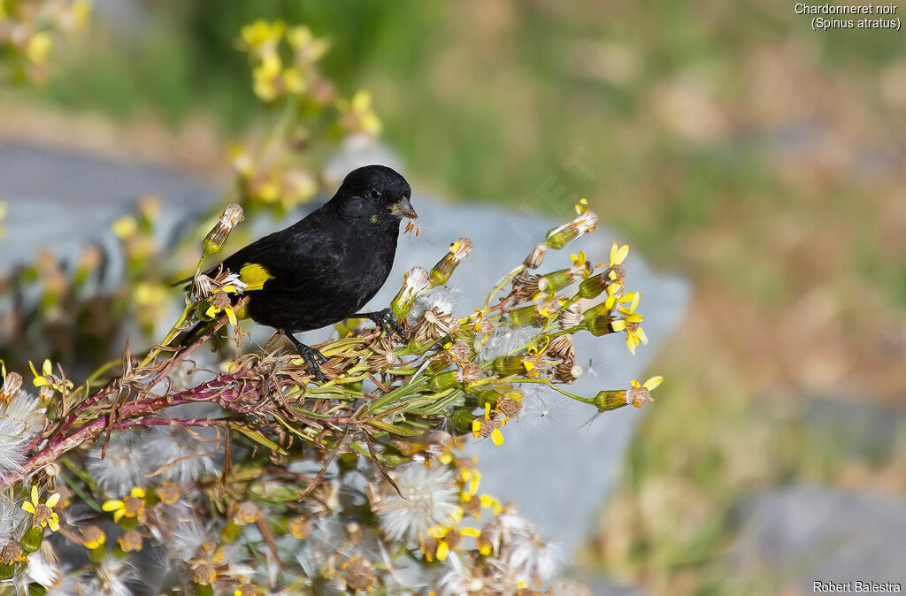 Black Siskin