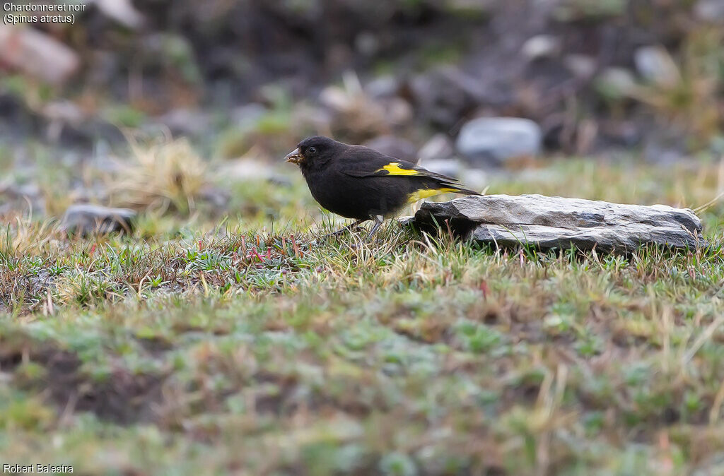 Chardonneret noir