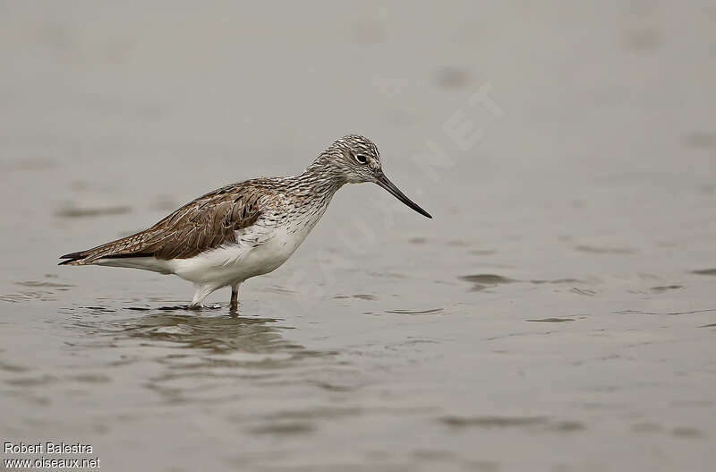 Common Greenshank
