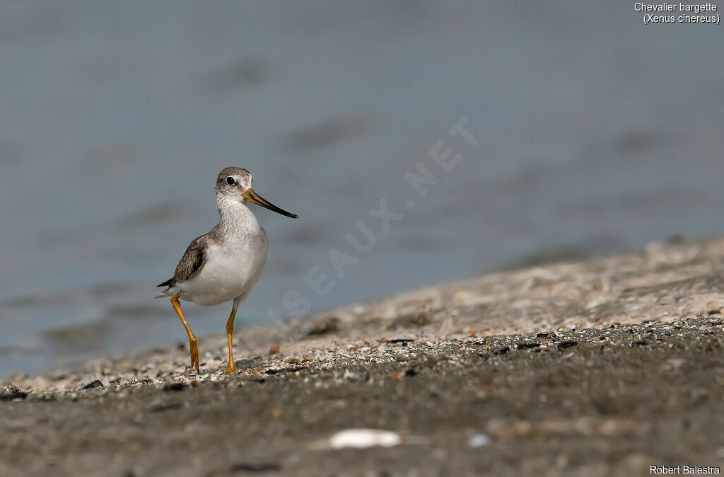 Terek Sandpiper