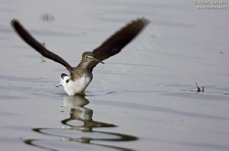 Green Sandpiper