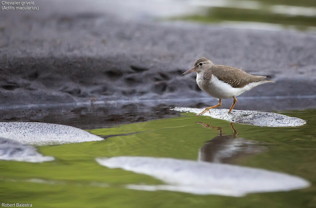 Spotted Sandpiper