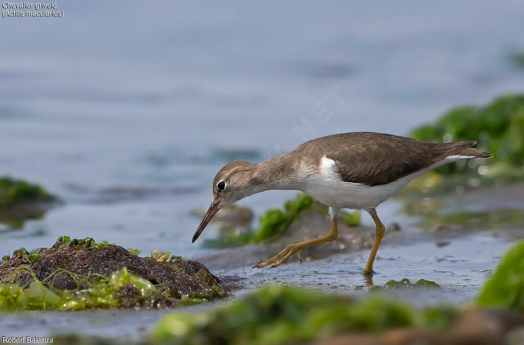Spotted Sandpiper