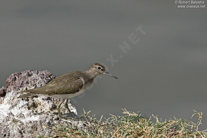 Common Sandpiper