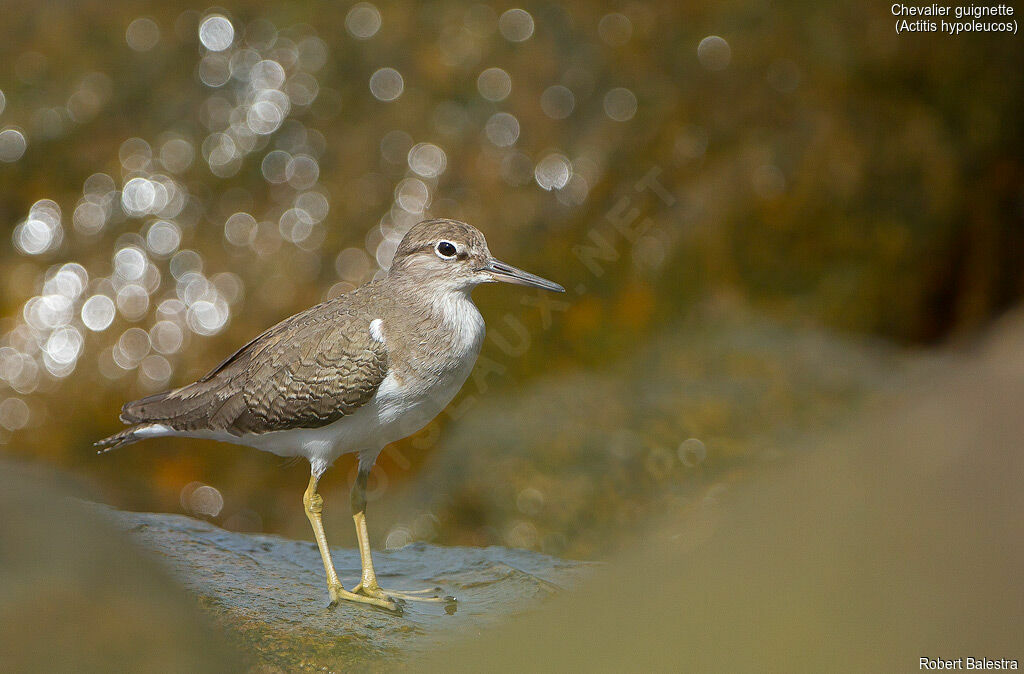 Common Sandpiper