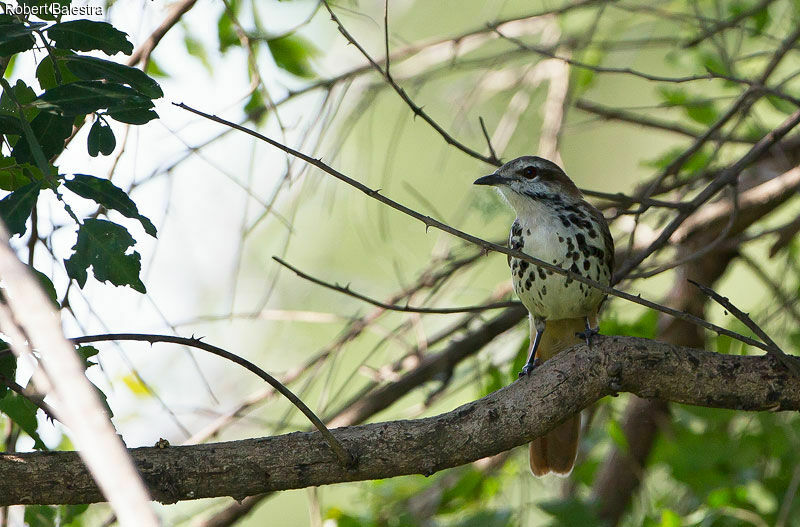 Spotted Palm Thrush