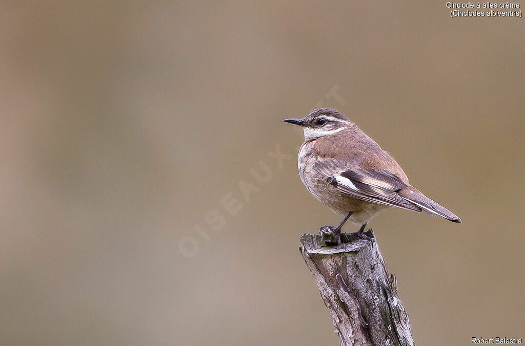 Cream-winged Cinclodes