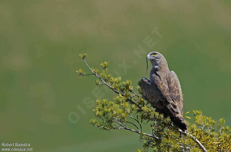 Short-toed Snake Eagle male adult, feeding habits