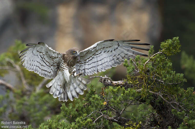 Short-toed Snake Eagle male adult, habitat, aspect, pigmentation, Flight