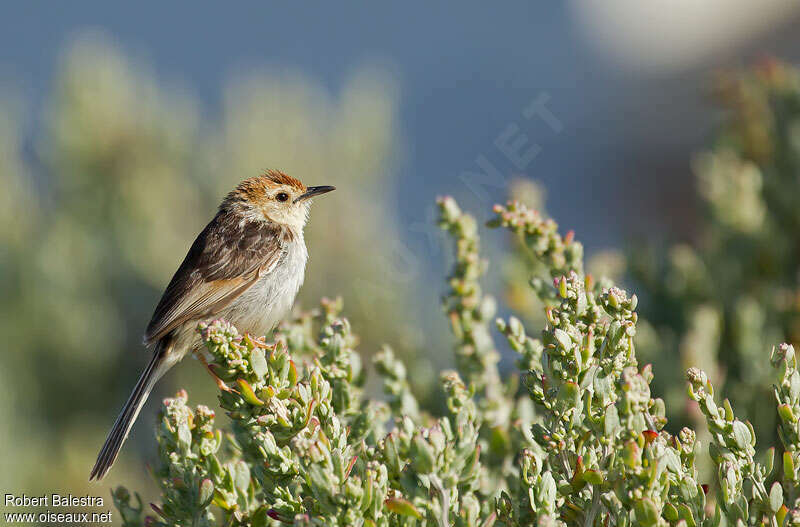 Levaillant's Cisticola, habitat, pigmentation