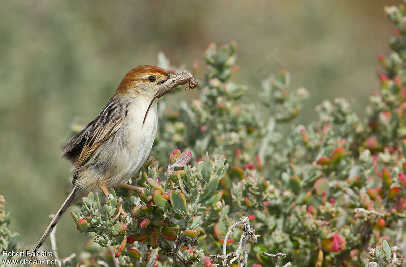 Levaillant's Cisticolaadult, feeding habits
