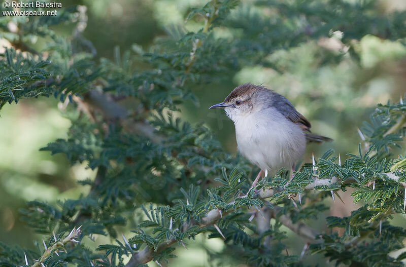 Singing Cisticola