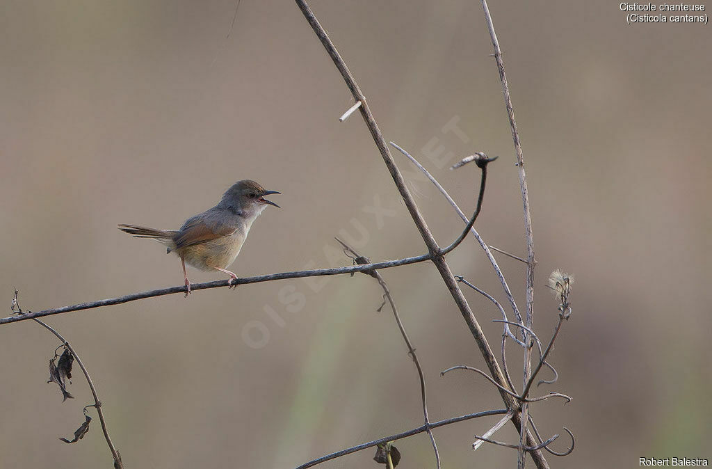 Singing Cisticola