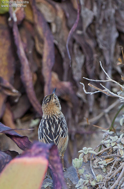 Stout Cisticola