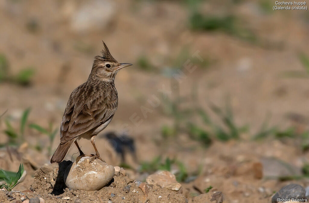 Cochevis huppé