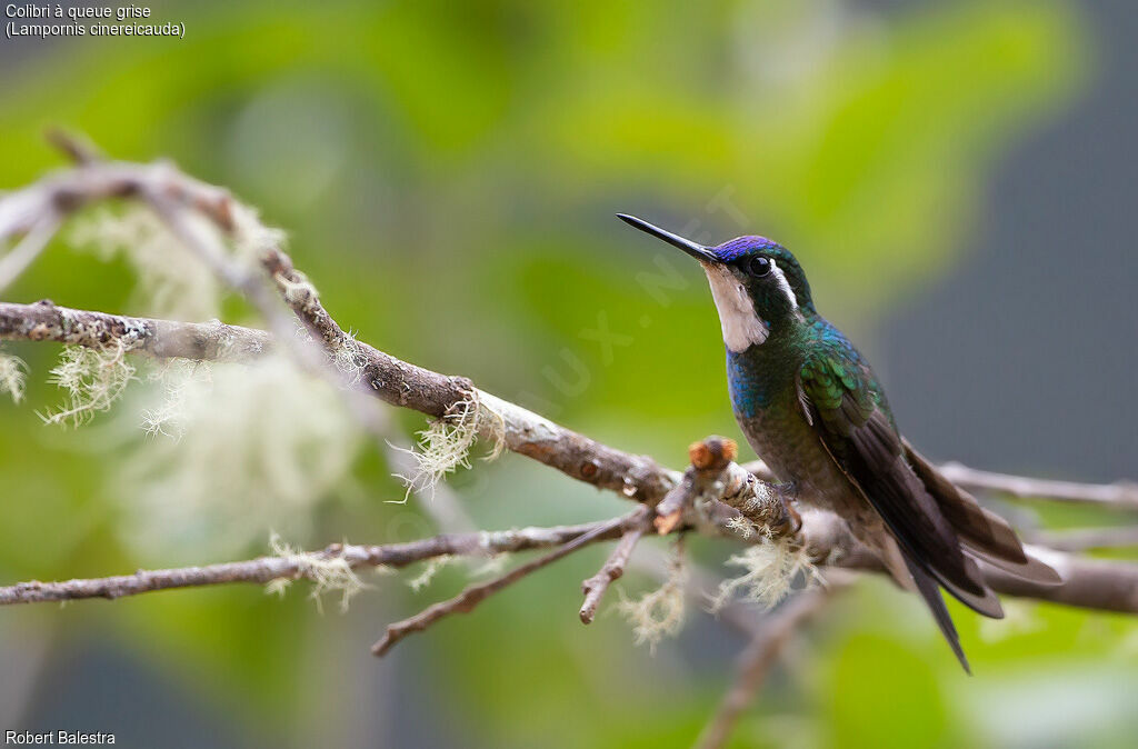 Colibri à queue grise