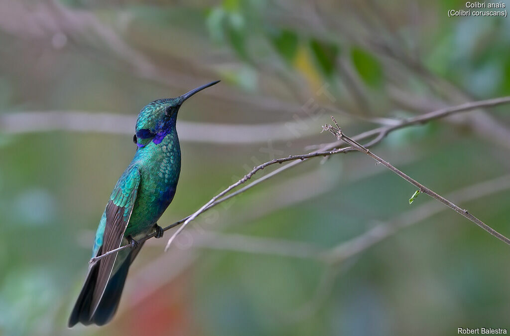 Sparkling Violetear
