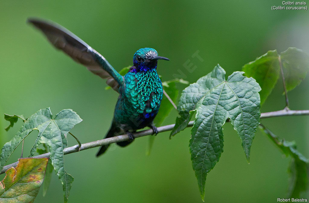 Sparkling Violetear male