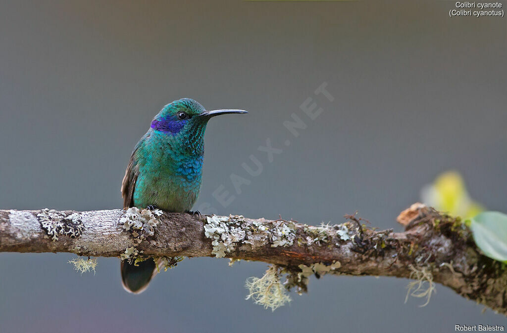 Lesser Violetear