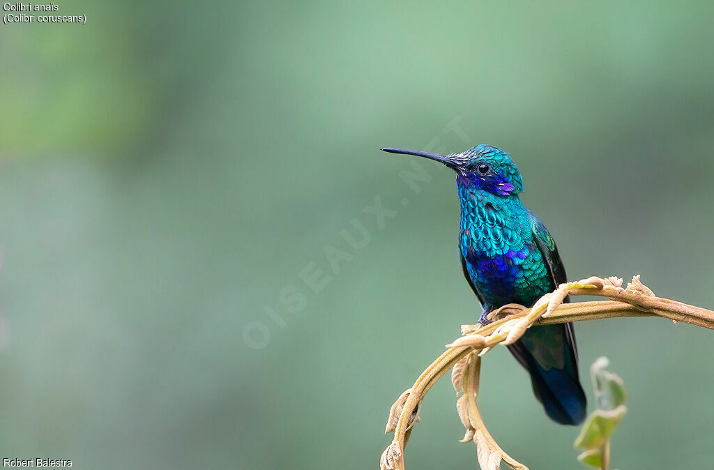 Sparkling Violetear