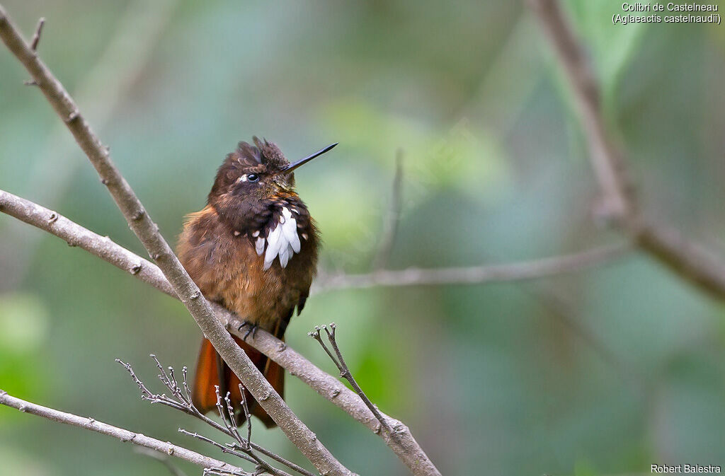 White-tufted Sunbeam