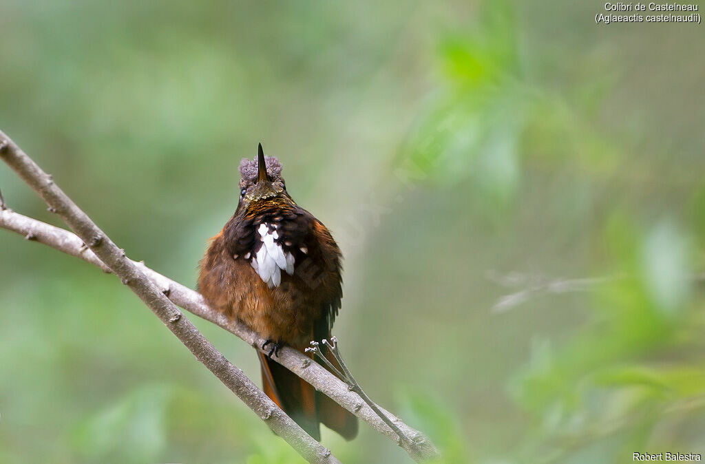 White-tufted Sunbeam