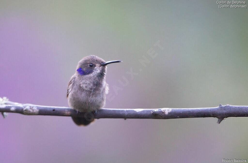 Colibri de Delphine