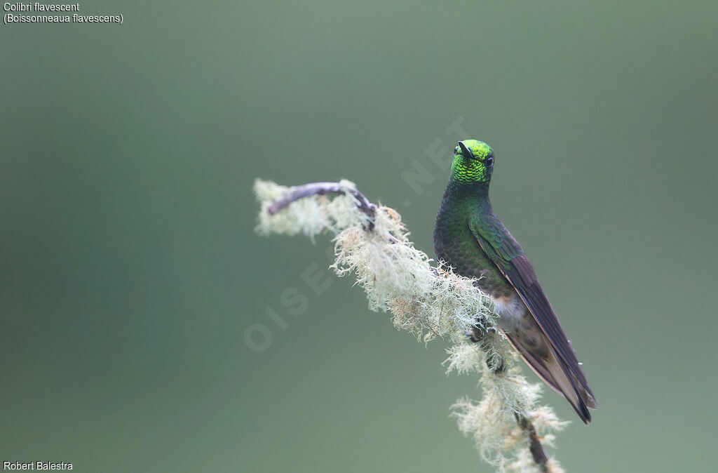 Buff-tailed Coronet