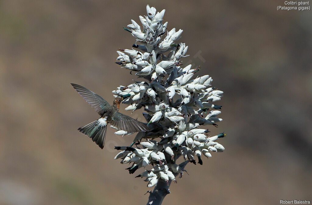 Colibri géant