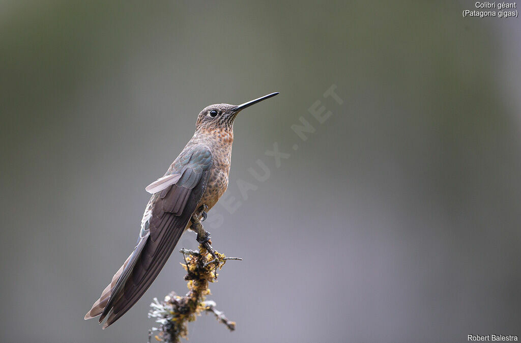 Colibri géant