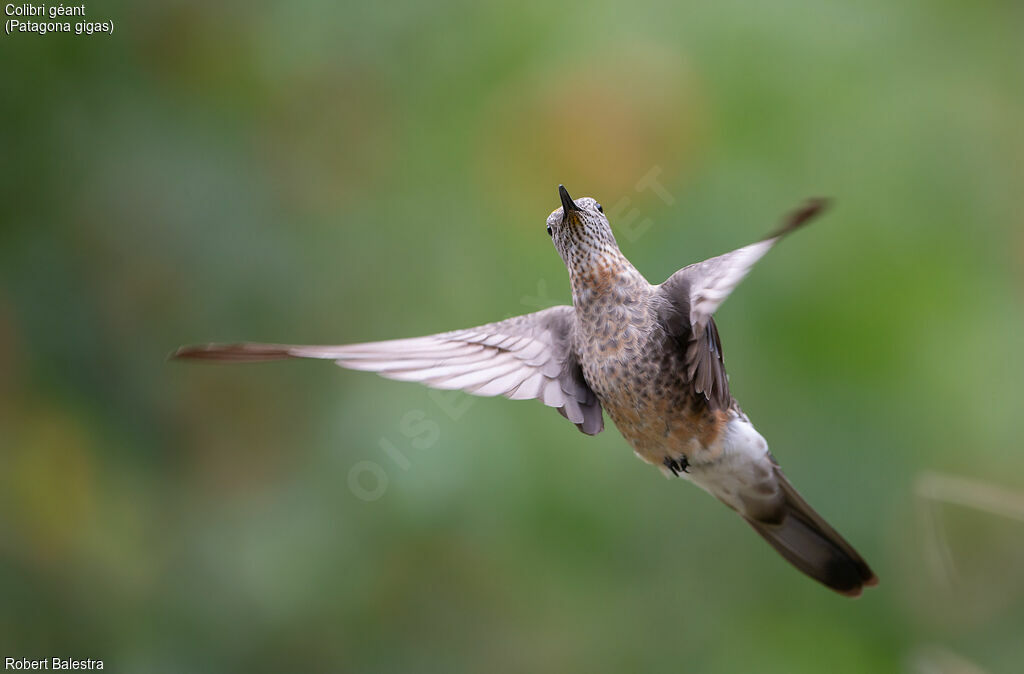 Colibri géant