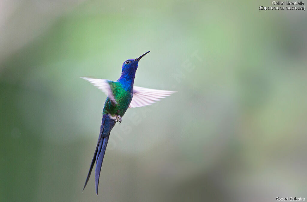 Swallow-tailed Hummingbird