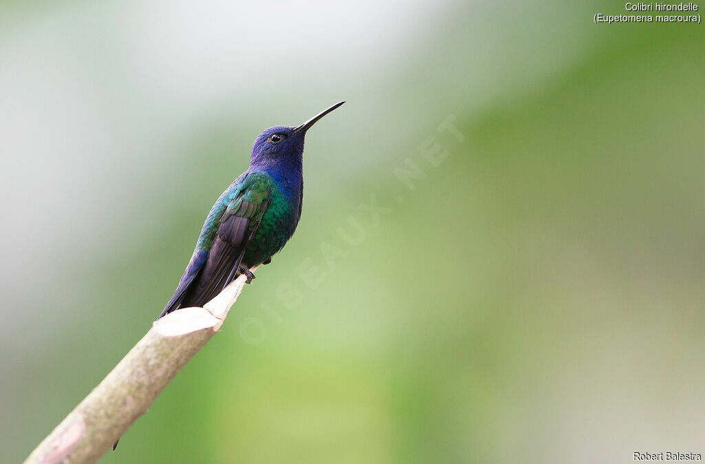 Swallow-tailed Hummingbird