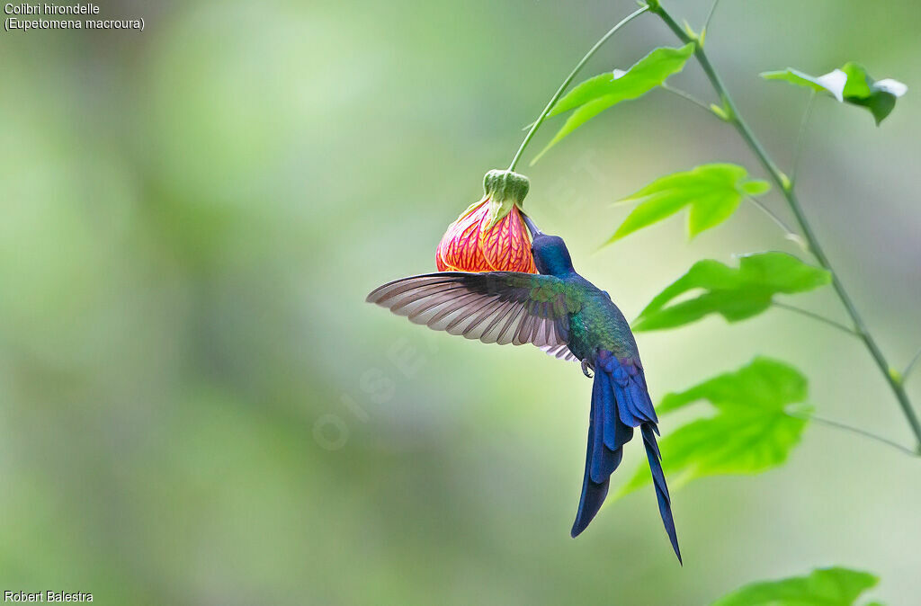 Swallow-tailed Hummingbird