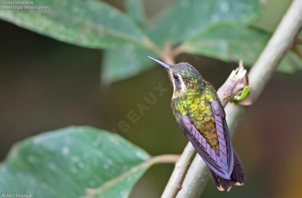 Speckled Hummingbird