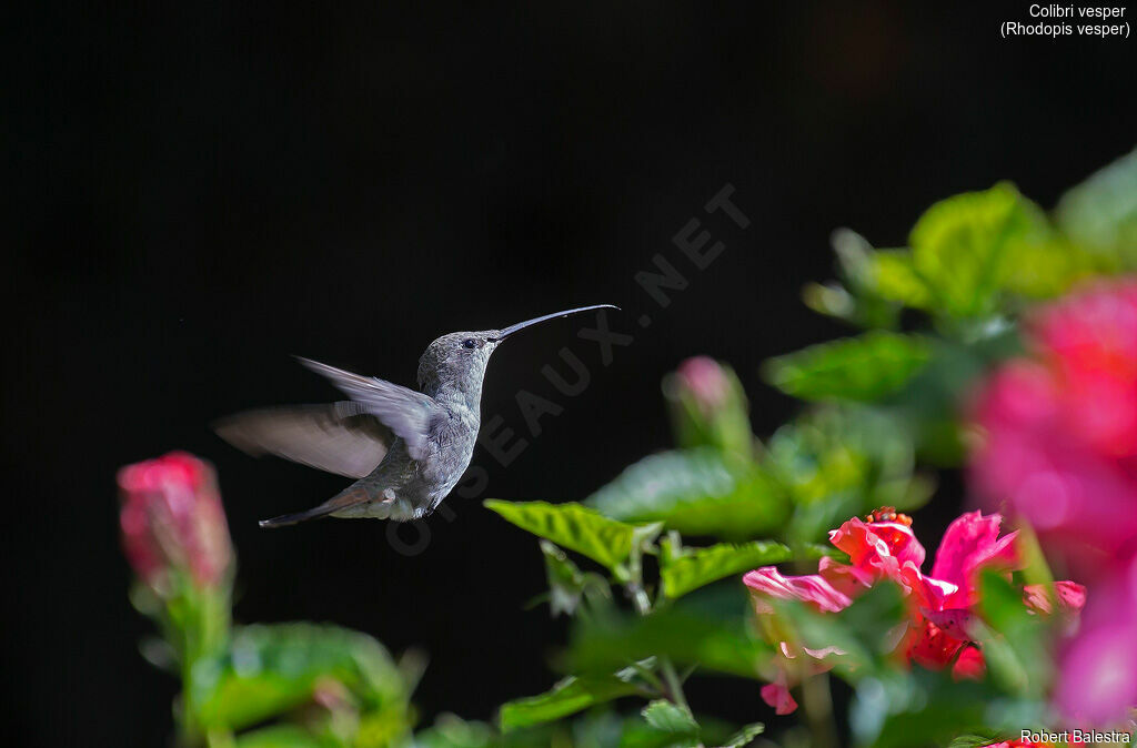 Oasis Hummingbird