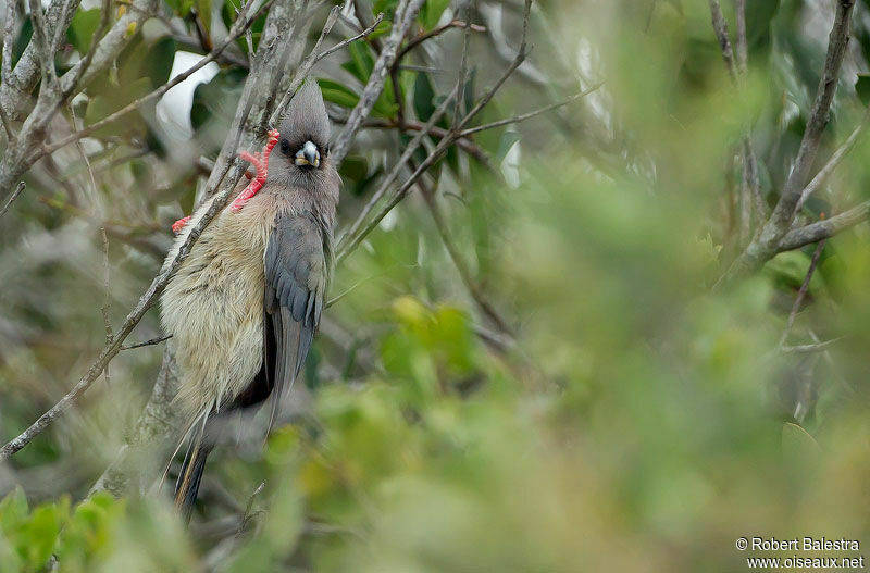 White-backed Mousebirdadult