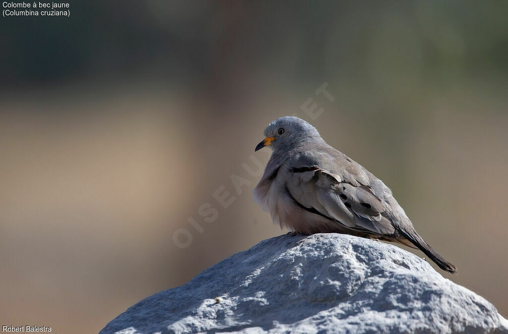 Croaking Ground Dove