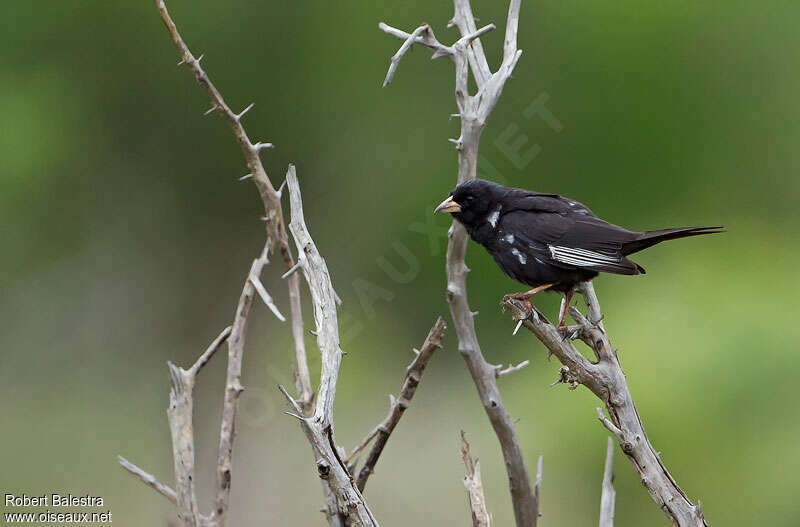 Purple Indigobird male adult, identification
