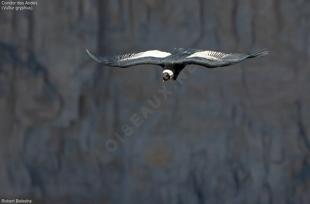 Andean Condor