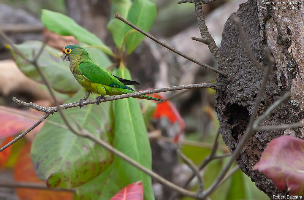 Orange-fronted Parakeet, Reproduction-nesting