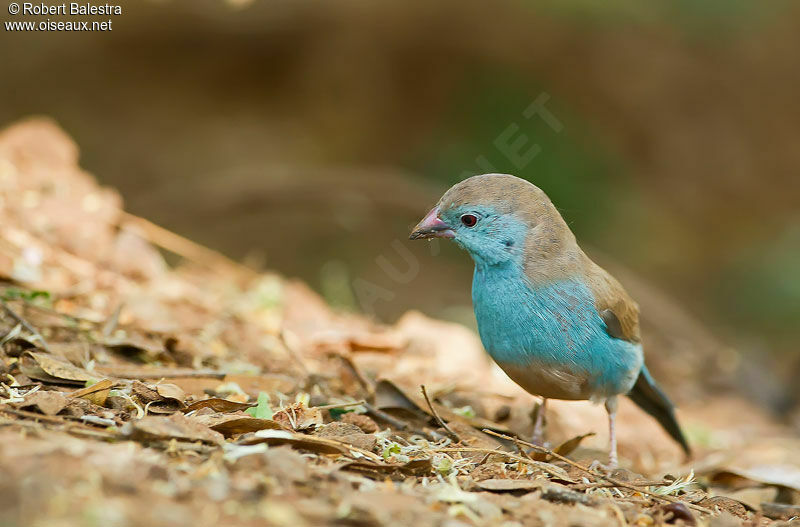 Cordonbleu de l'Angolaadulte
