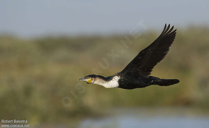 White-breasted Cormorantadult post breeding, Flight