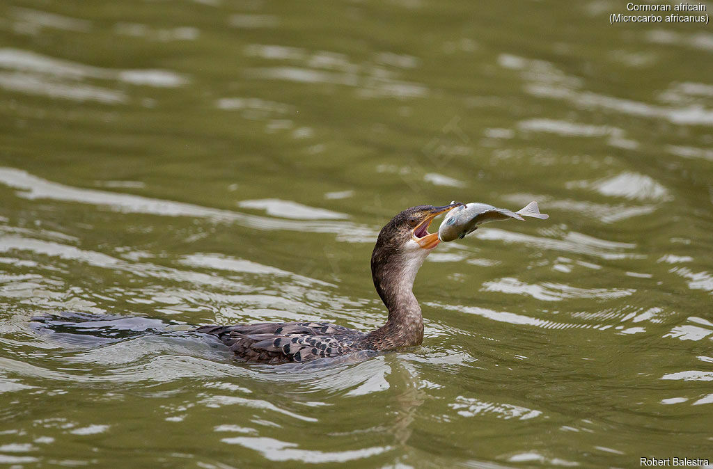Reed Cormorant