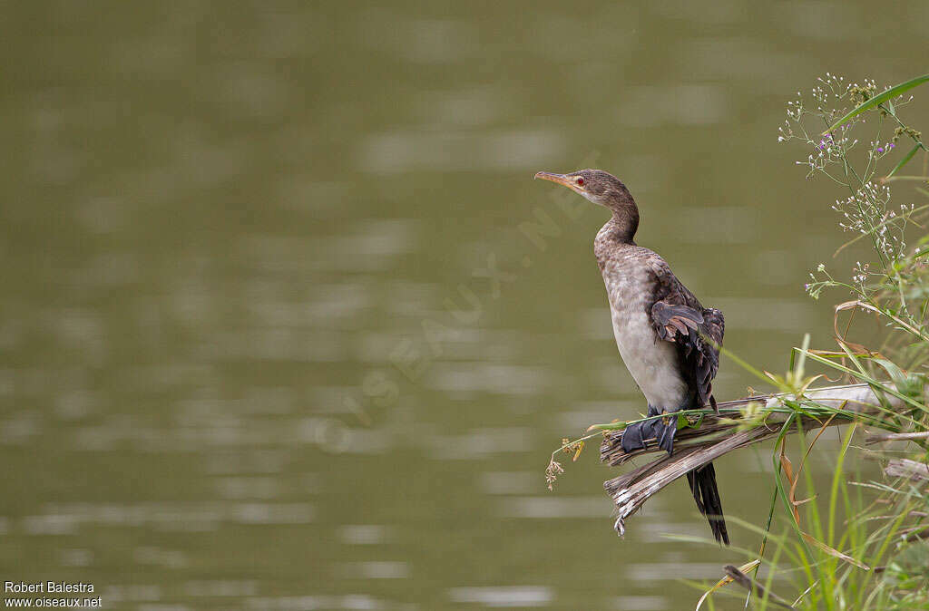 Reed Cormorantjuvenile, habitat, pigmentation