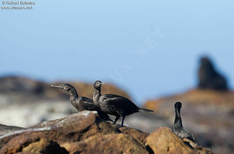 Cormoran des bancs