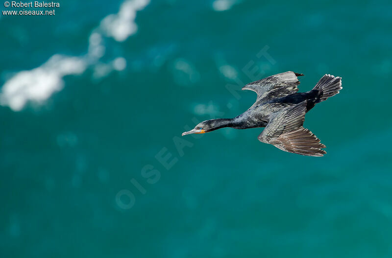 Cormoran du Cap
