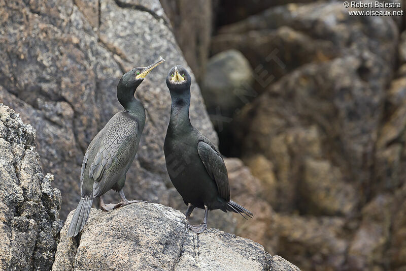 European Shag